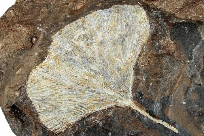 Fossil Ginkgo Leaf From North Dakota - Paleocene #262630